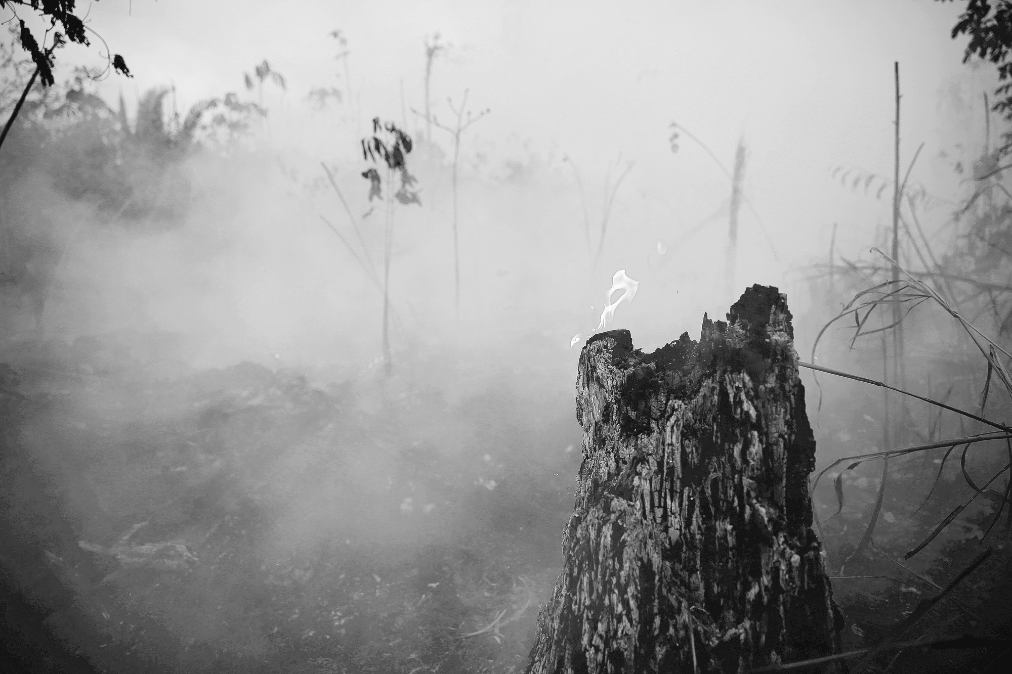 Brazil Amazon Fires